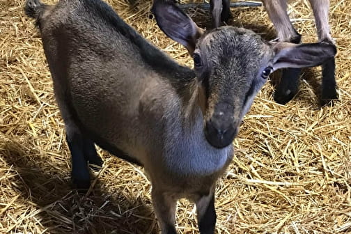 Ferme de Port Aubry - COSNE-COURS-SUR-LOIRE